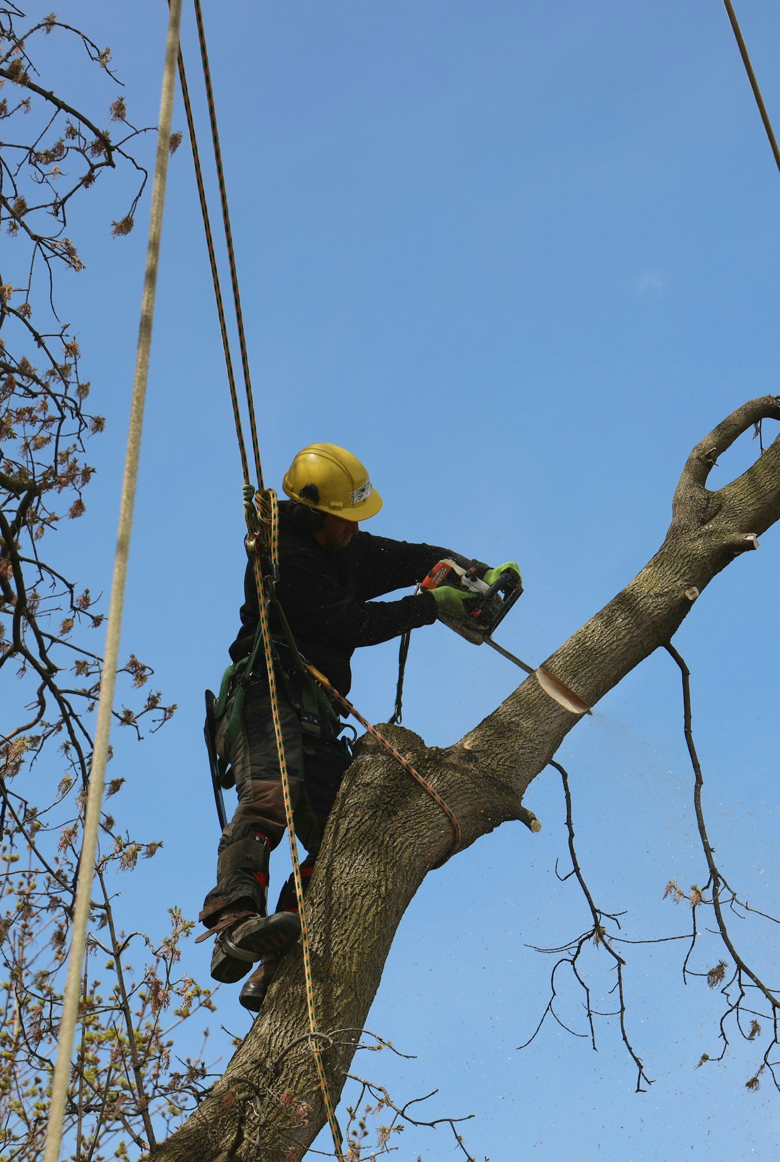 Southside Tallahassee Arborist — Live Oak Preservation Specialist - Tallahassee Tree Service ISA-certified arborist inspecting a mature oak in Southside Tallahassee before recommending any work