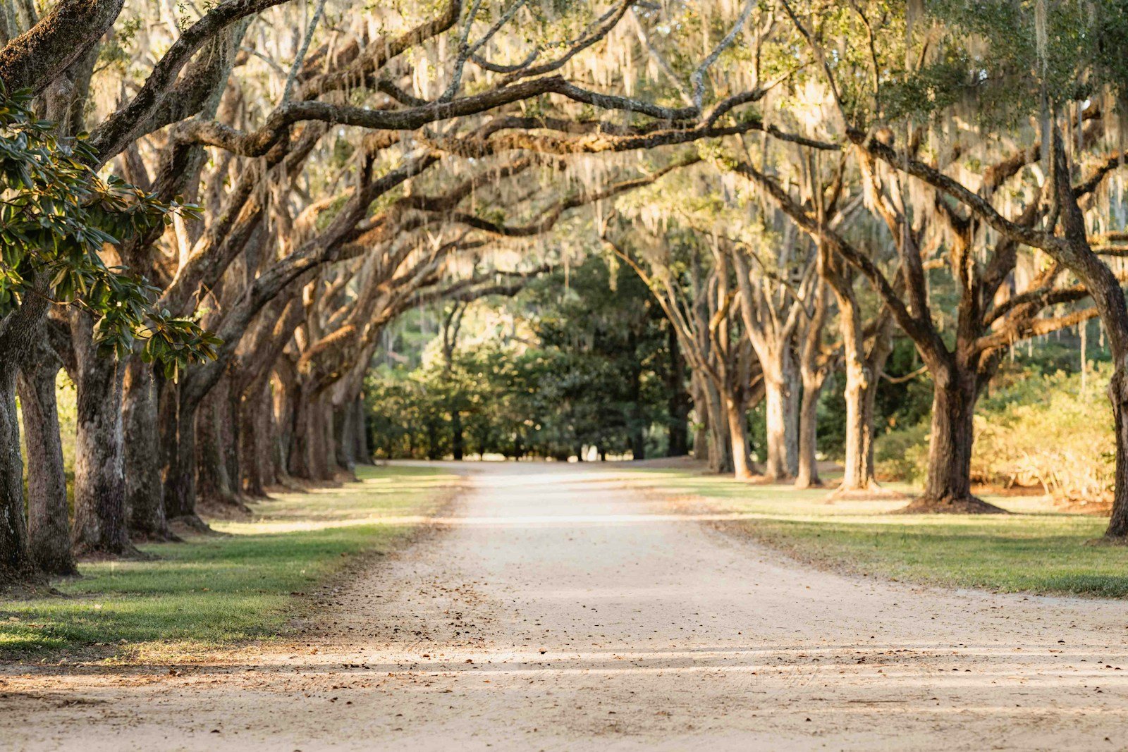 Live oak canopy arching over a road in the Thomasville and Tallahassee Red Hills region
