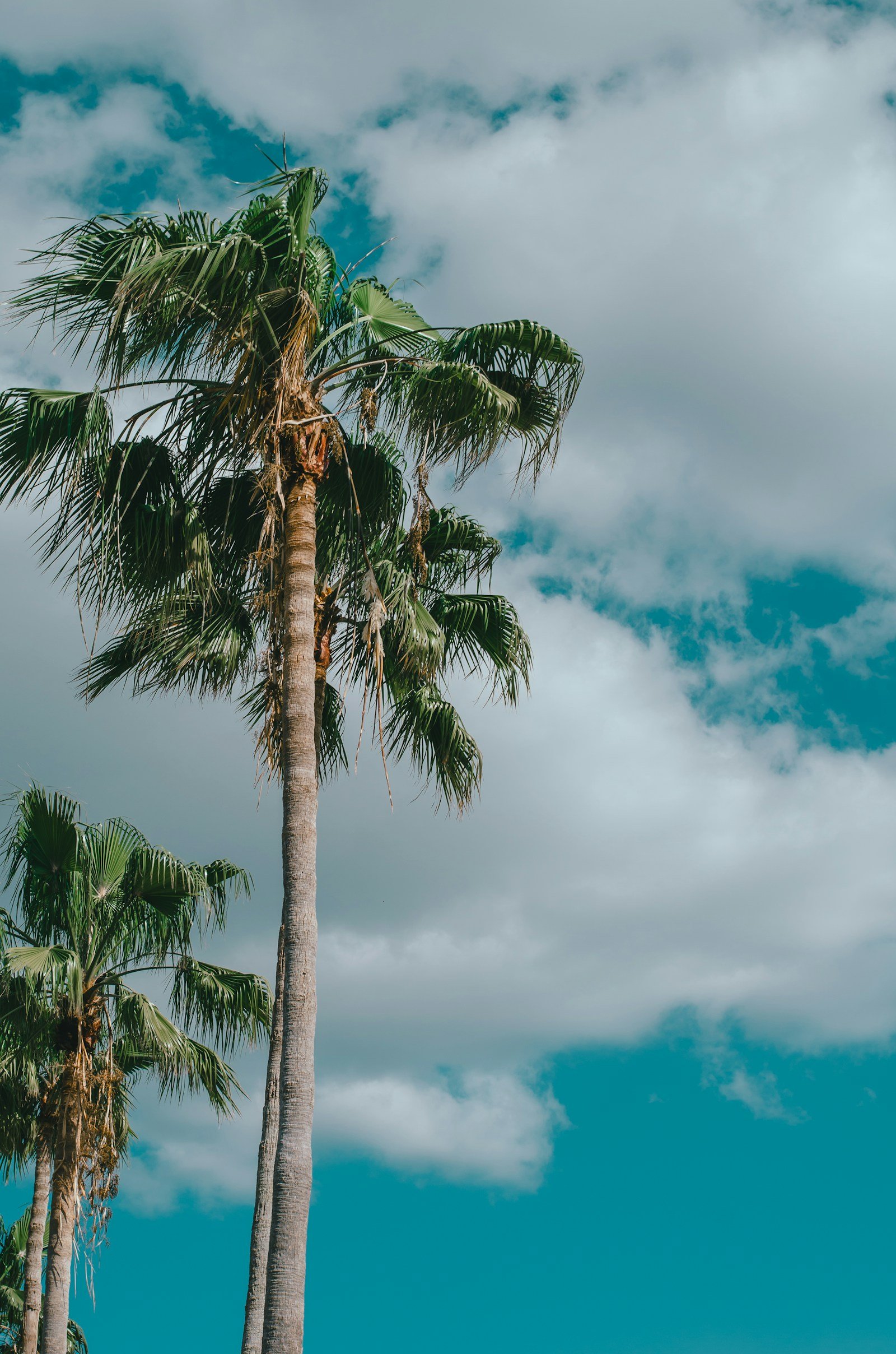Cabbage palms beside a coastal Wakulla County home near Sopchoppy Florida