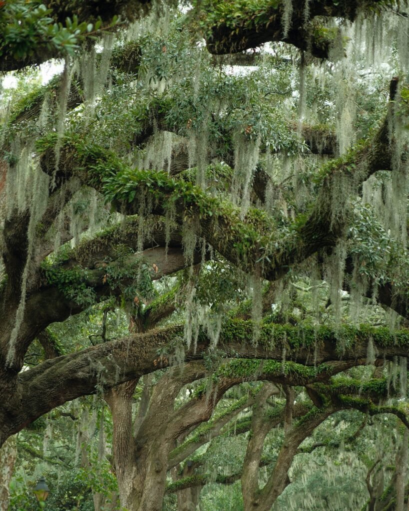 Spanish Moss on Tallahassee Oaks: Harmless, Harmful, or Something In Between? - Tallahassee Tree Service Southern live oak trees draped with Spanish moss in north Florida
