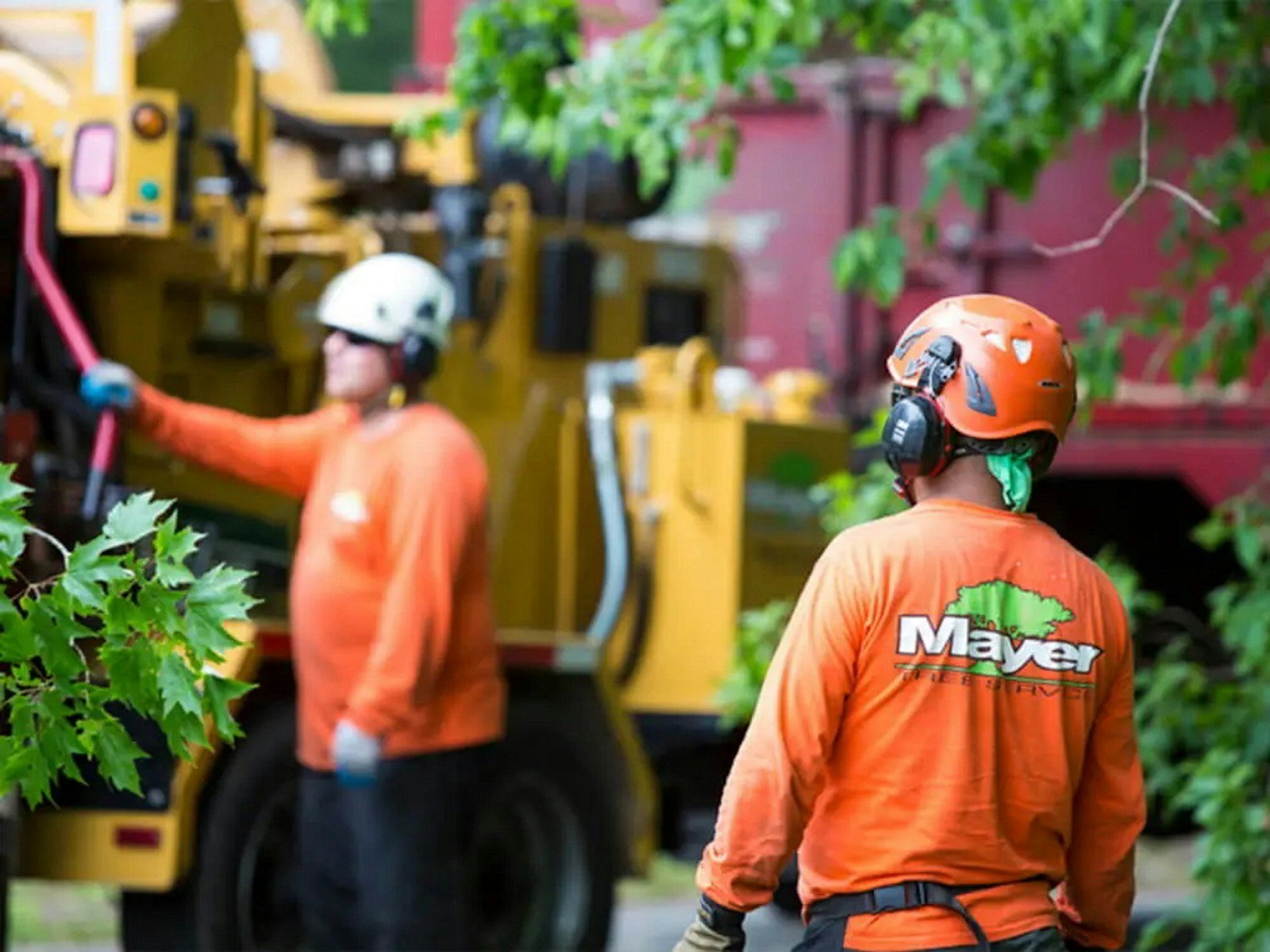 Sweetgum Tree Removal Tallahassee — Stop the Gumballs, Stop the Mess - Tallahassee Tree Service Stump grinder working a sweetgum stump and surface roots after a Tallahassee tree removal