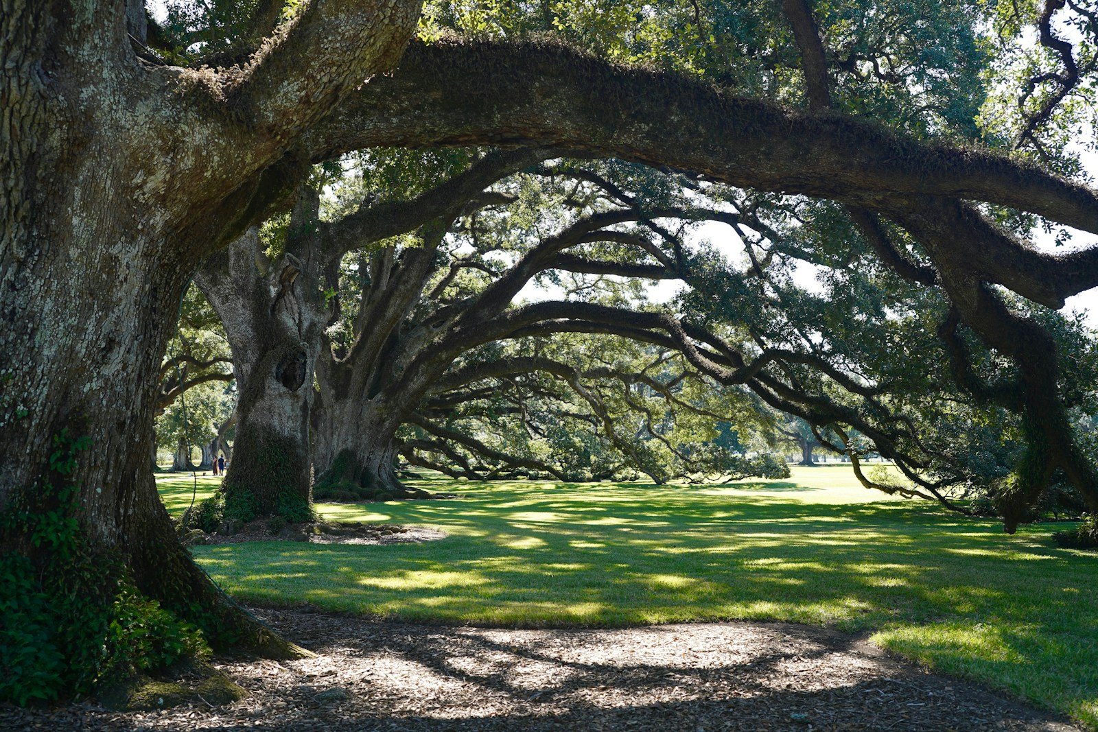 Tree Service Cost Per Tree Tallahassee — What Drives the Number - Tallahassee Tree Service Mature live oak with sprawling branches in a Tallahassee yard, the classic per-tree pricing challenge