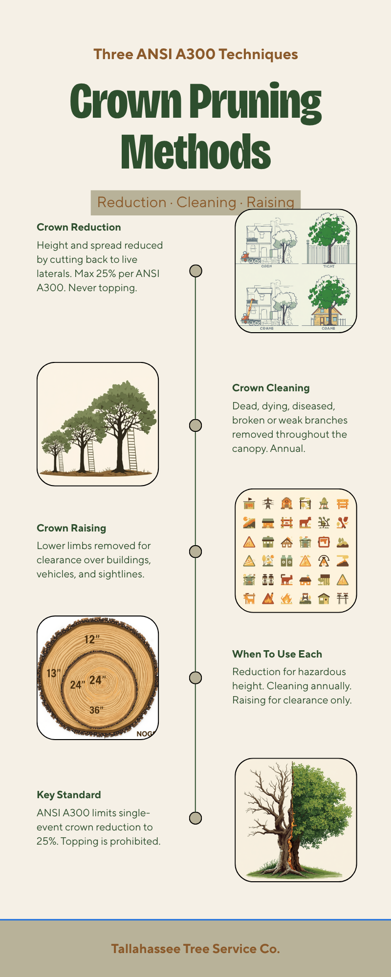 ISA Certified Arborist in Tallahassee - Tallahassee Tree Service Crown pruning methods infographic showing reduction, cleaning and raising per ANSI A300 for Tallahassee arborists