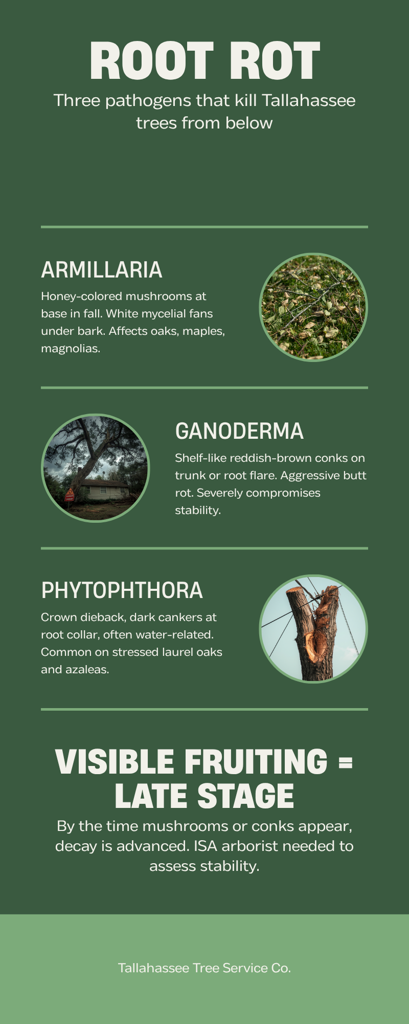 Tallahassee tree root rot identification guide - Armillaria and Ganoderma conks and symptoms on dying trees