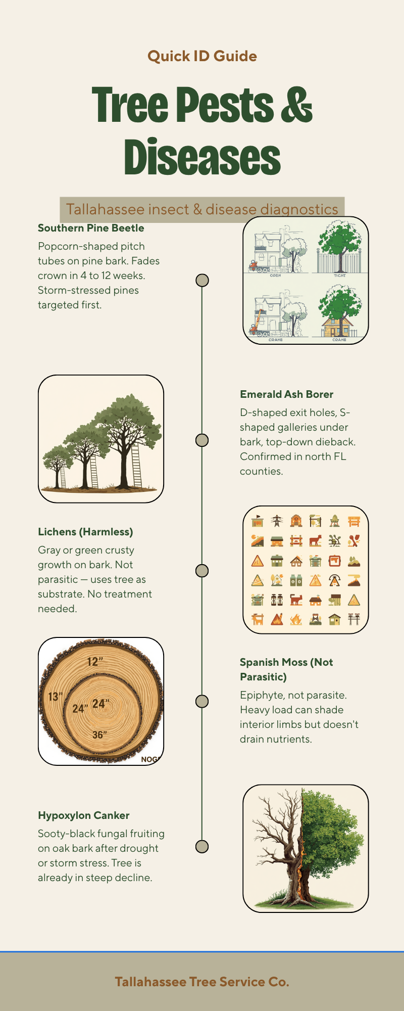 Sand Pine Removal Tallahassee — Clean Drop, Stump Grind, Beetle Aware - Tallahassee Tree Service Tallahassee pine pest and disease ID chart showing pine beetle pitch tubes, boring dust, and crown fade