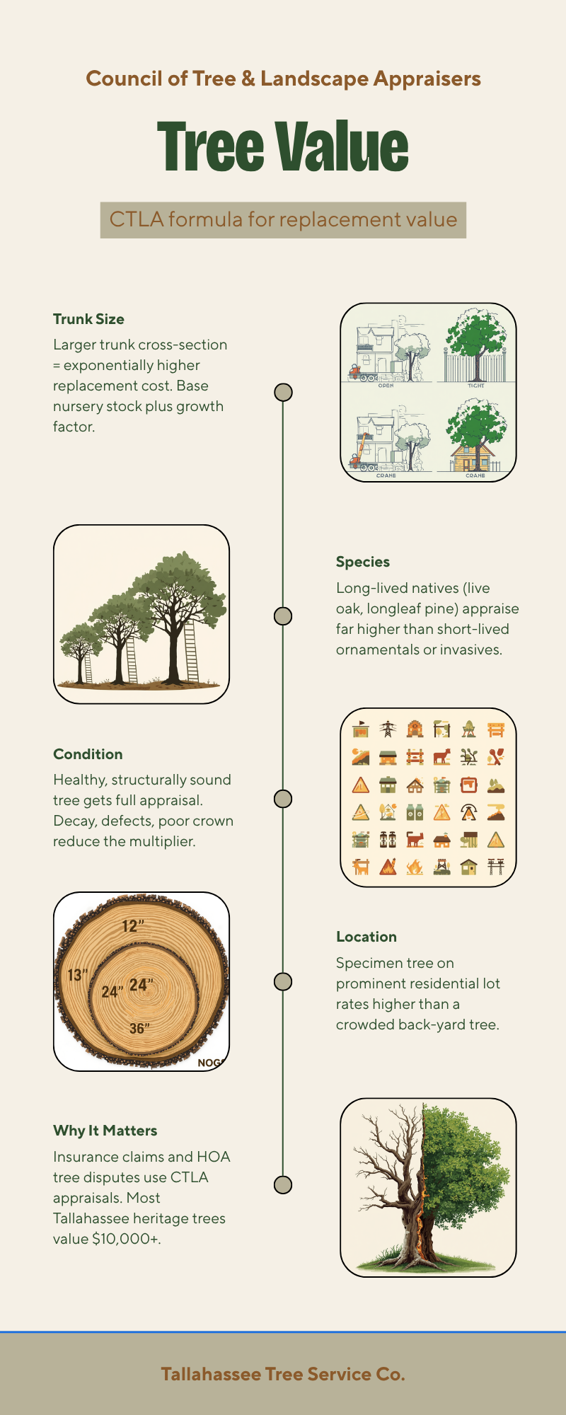 CTLA tree value appraisal infographic — trunk size, species, condition and location factors for Monticello's heritage live oaks