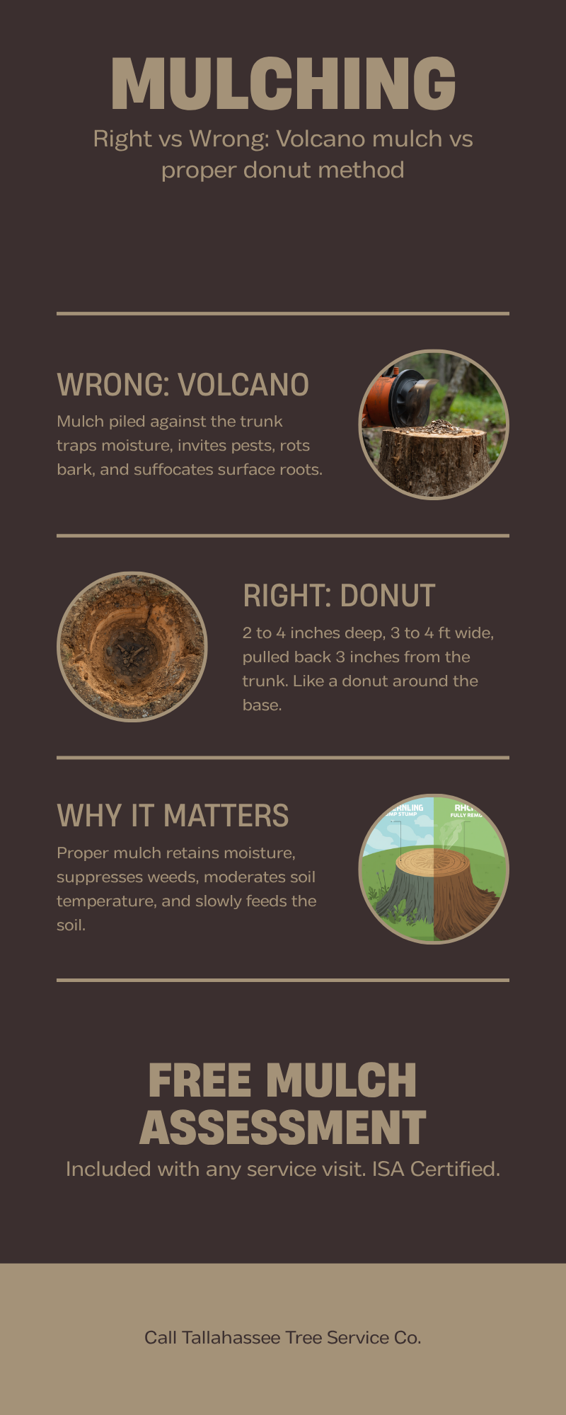 Deep Root Fertilization Tallahassee - Tallahassee Tree Service Mulching comparison infographic — proper mulch rings work alongside deep root fertilization to rebuild Tallahassee root zones