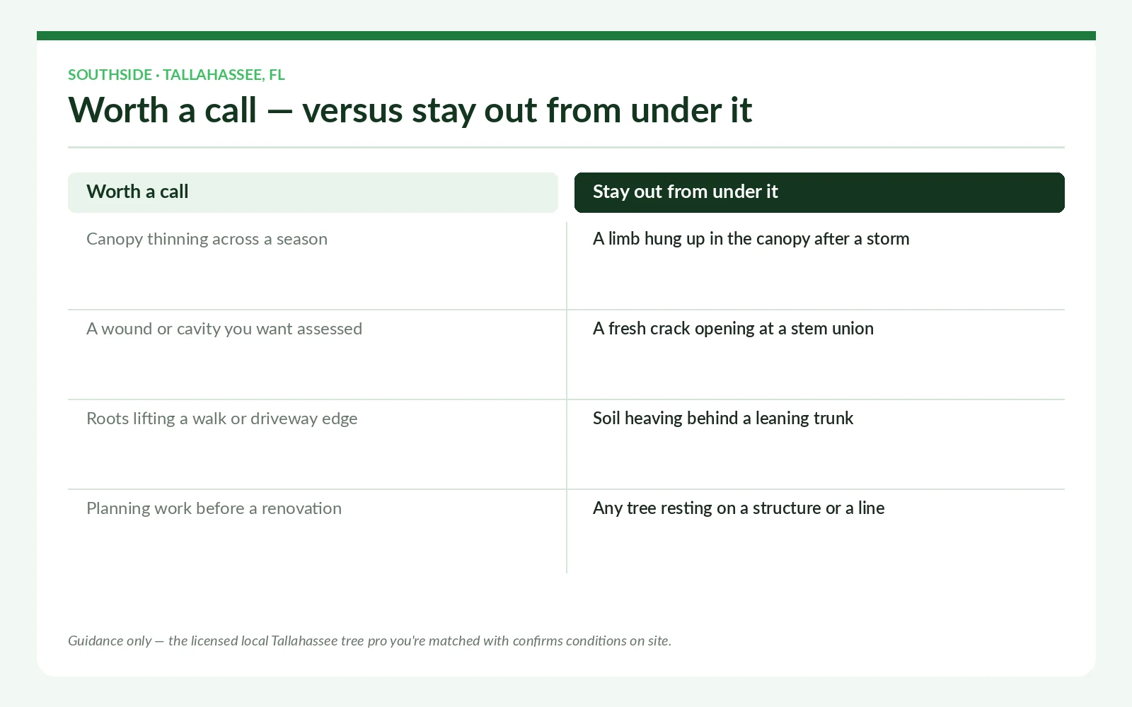 Southside Tallahassee arborist guidance — tree signs worth a call versus signs to stay clear of