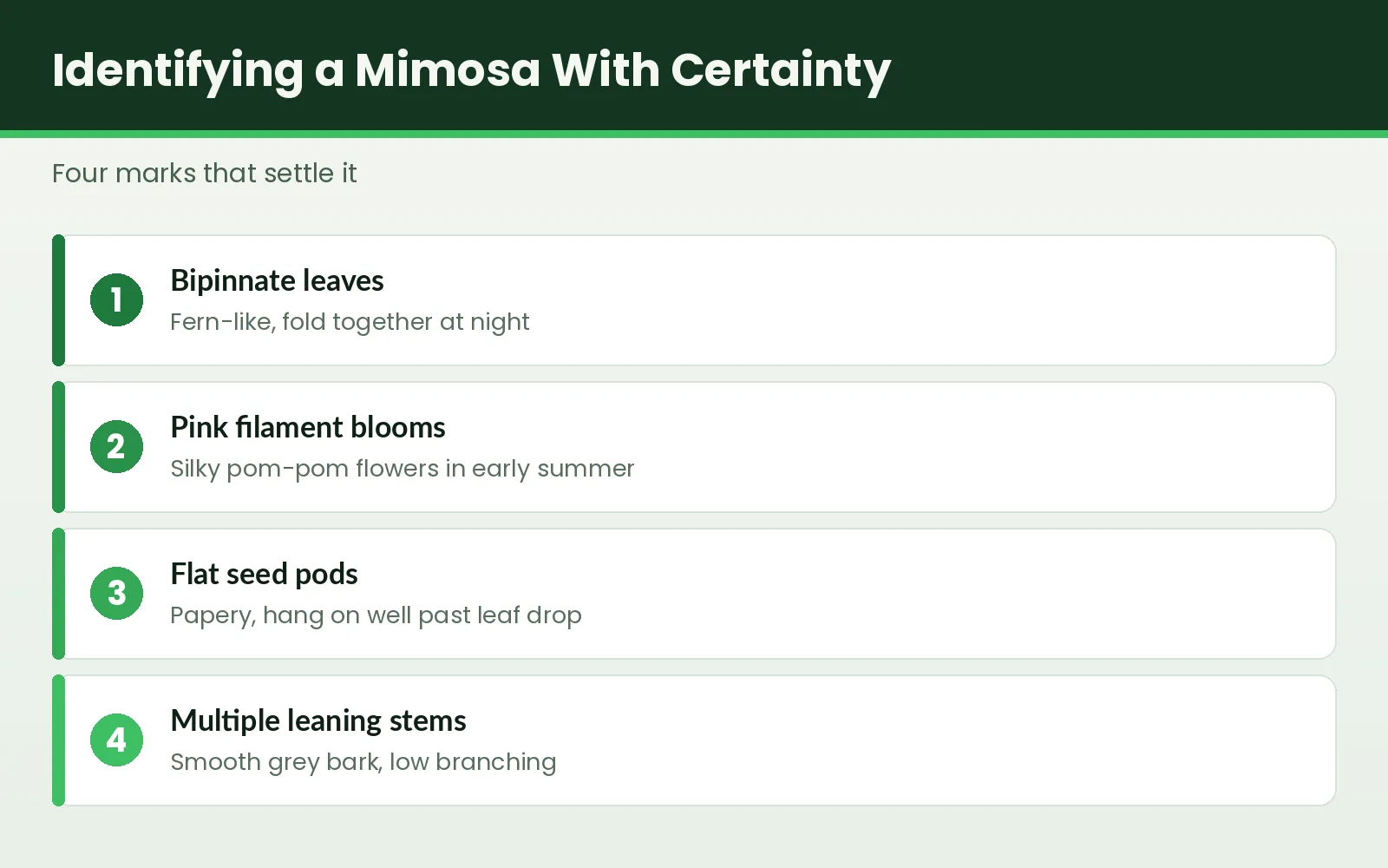 Mimosa Removal Tallahassee - Tallahassee Tree Service Identification graphic showing four distinguishing marks of a mimosa tree in Tallahassee