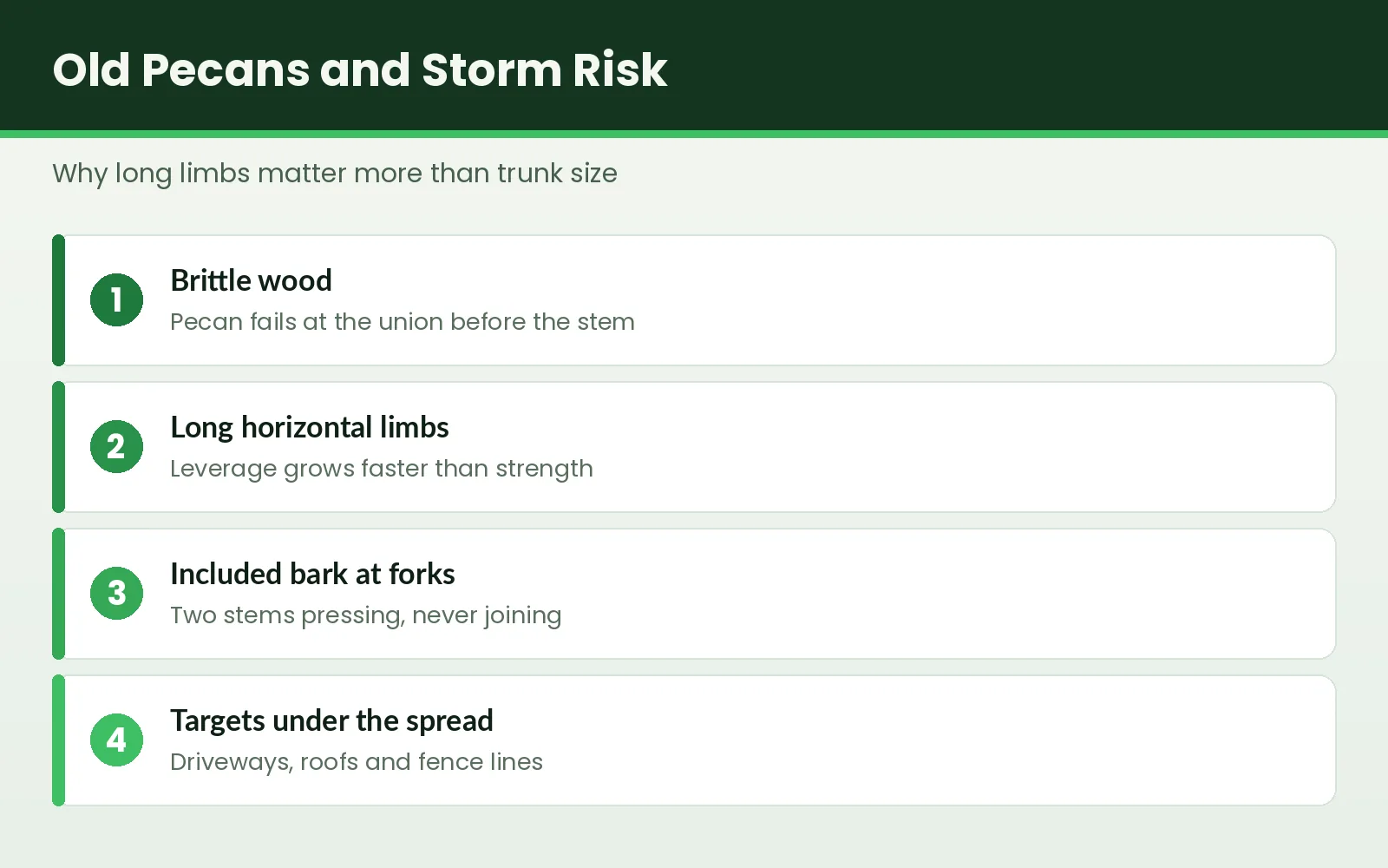 Pecan Tree Care in Tallahassee, FL - Tallahassee Tree Service Graphic explaining storm risk factors in old pecan trees in Tallahassee, Florida