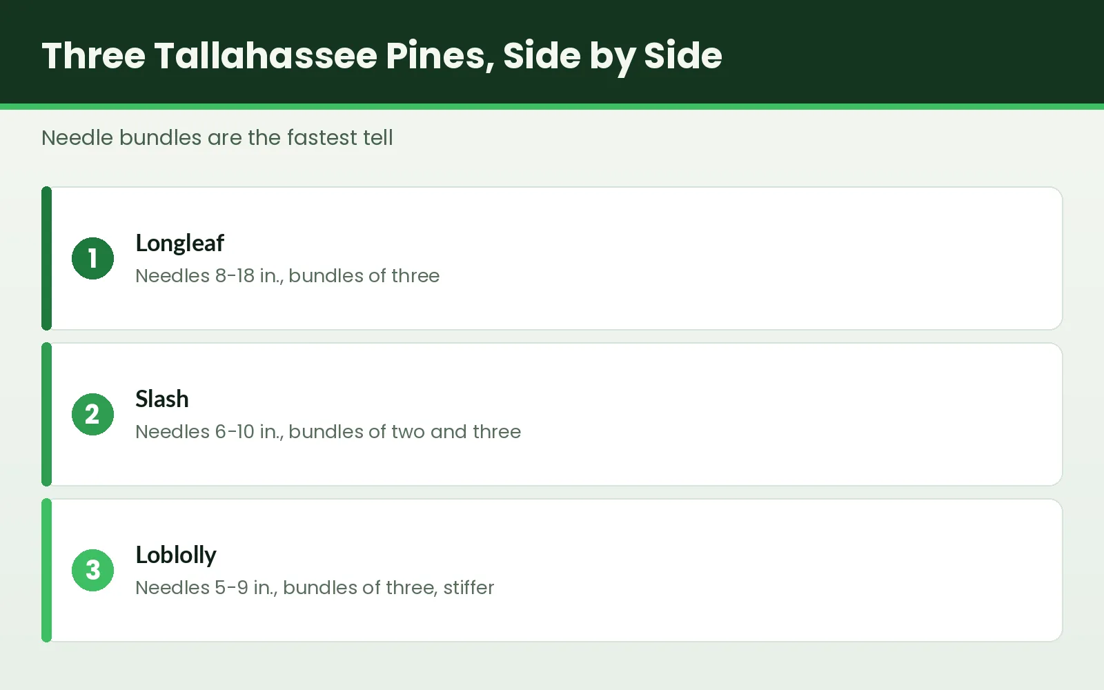 Pine Tree Trimming in Tallahassee — Loblolly, Longleaf & Slash - Tallahassee Tree Service Side-by-side needle bundle comparison of longleaf, slash and loblolly pines in Tallahassee