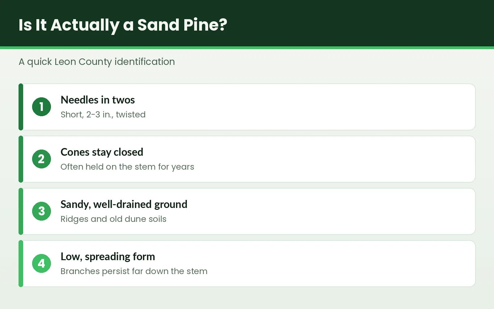 Sand Pine Removal Tallahassee — Clean Drop, Stump Grind, Beetle Aware - Tallahassee Tree Service Identification graphic for sand pine trees on sandy ridges in Leon County, Florida