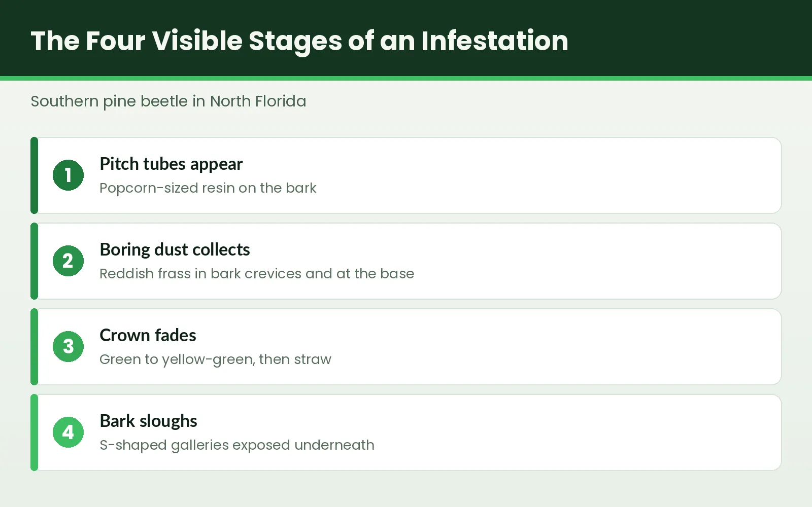 Southern Pine Beetle in North Florida — ID Stages & Emergency Removal - Tallahassee Tree Service Four-stage graphic showing visible signs of a southern pine beetle infestation in North Florida