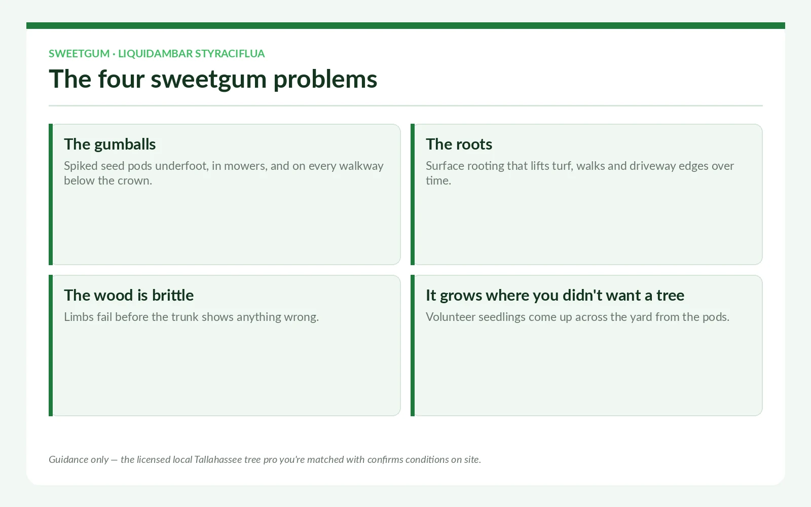 Sweetgum Tree Service in Tallahassee Florida - Tallahassee Tree Service The four sweetgum tree problems in Tallahassee, Florida — gumballs, surface roots, brittle wood and volunteer seedlings