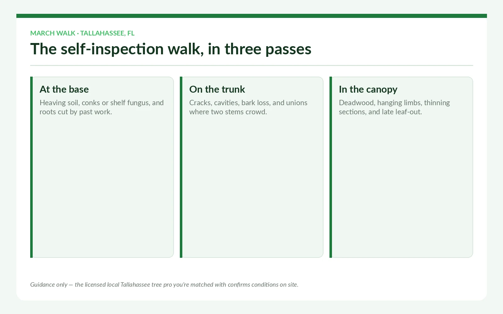 Tallahassee Hurricane Tree Prep — Season Hub 2026 - Tallahassee Tree Service March hurricane tree prep self-inspection walk in Tallahassee, Florida — base, trunk and canopy