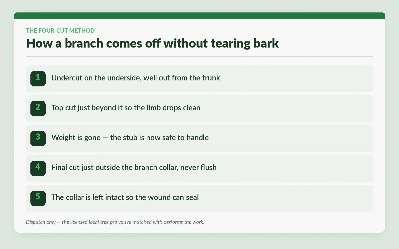 Four-cut method steps that remove a tree branch without tearing bark, Tallahassee, Florida