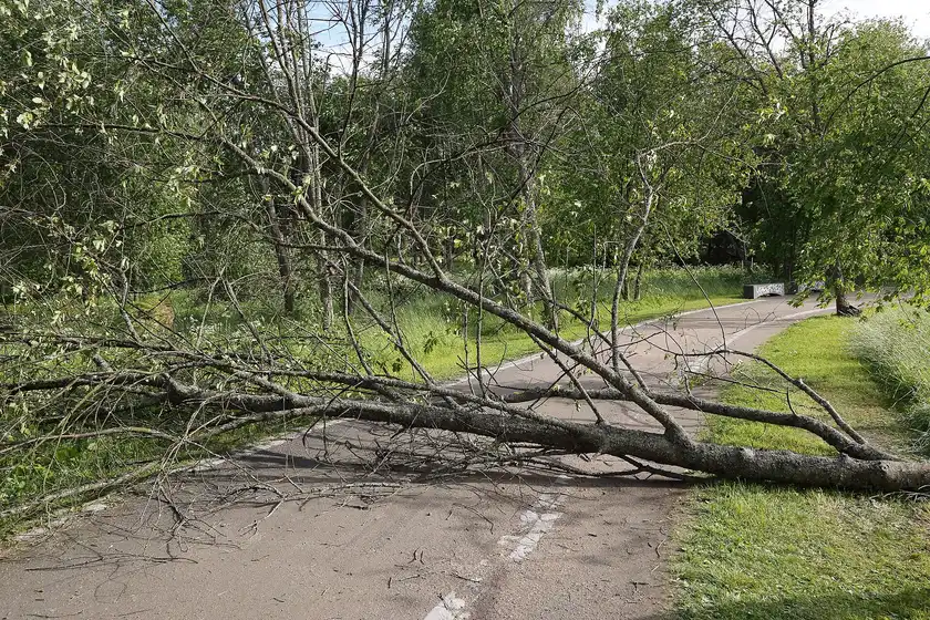 24/7 Emergency Tree Service Tallahassee - Tallahassee Tree Service Storm-downed tree lying across a roadway, the after-hours emergency the licensed local tree pro you are matched with responds to in Tallahassee, FL