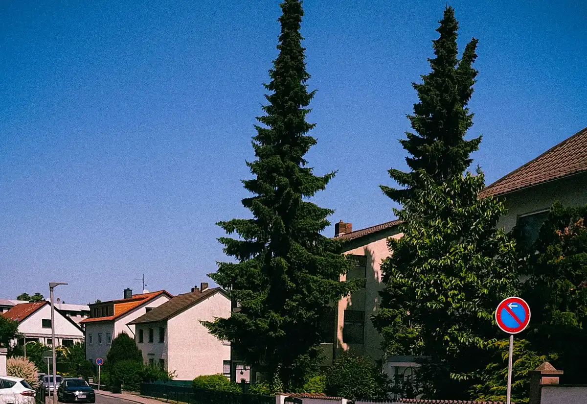 Residential street framed by tall pines, the loblolly stands crews thin and remove along the Bannerman and Welaunee corridor in Tallahassee