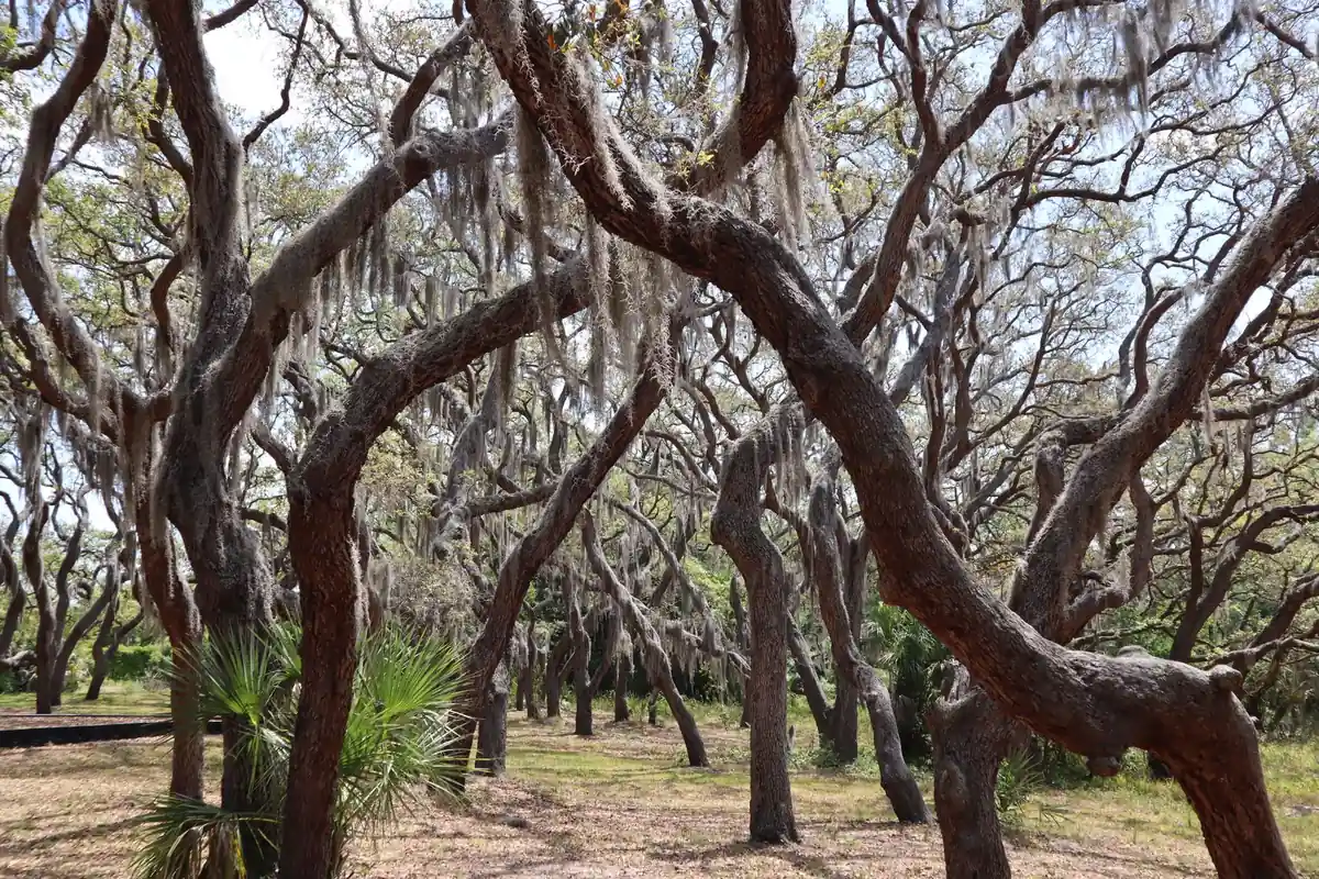 Betton Hills Tree Service — Laurel Oak Wave Specialists - Tallahassee Tree Service Twisted live oaks hung with Spanish moss, the mature hardwood canopy crews work under in Betton Hills, Tallahassee