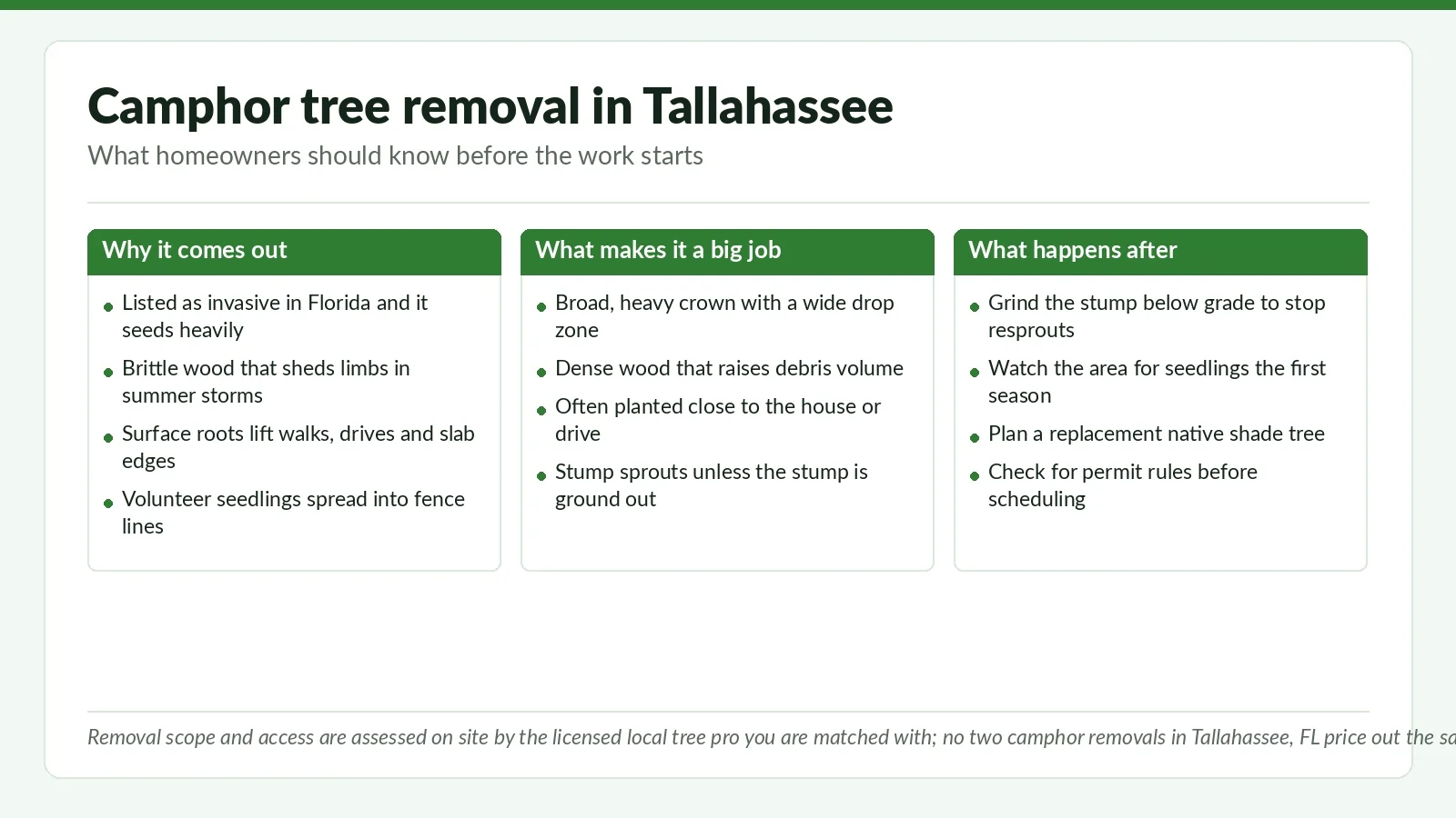 Camphor Tree Removal in Tallahassee: What Homeowners Should Know - Tallahassee Tree Service Three-panel reference chart on camphor tree removal in Tallahassee, FL: why the invasive species comes out, what makes it a large job, and what happens after
