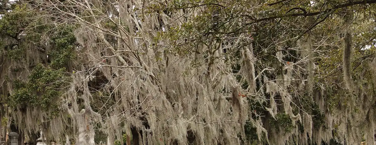Tree Service Chattahoochee FL - Tallahassee Tree Service Mature hardwood canopy draped in Spanish moss, the kind of tree cover licensed crews work in Chattahoochee, FL