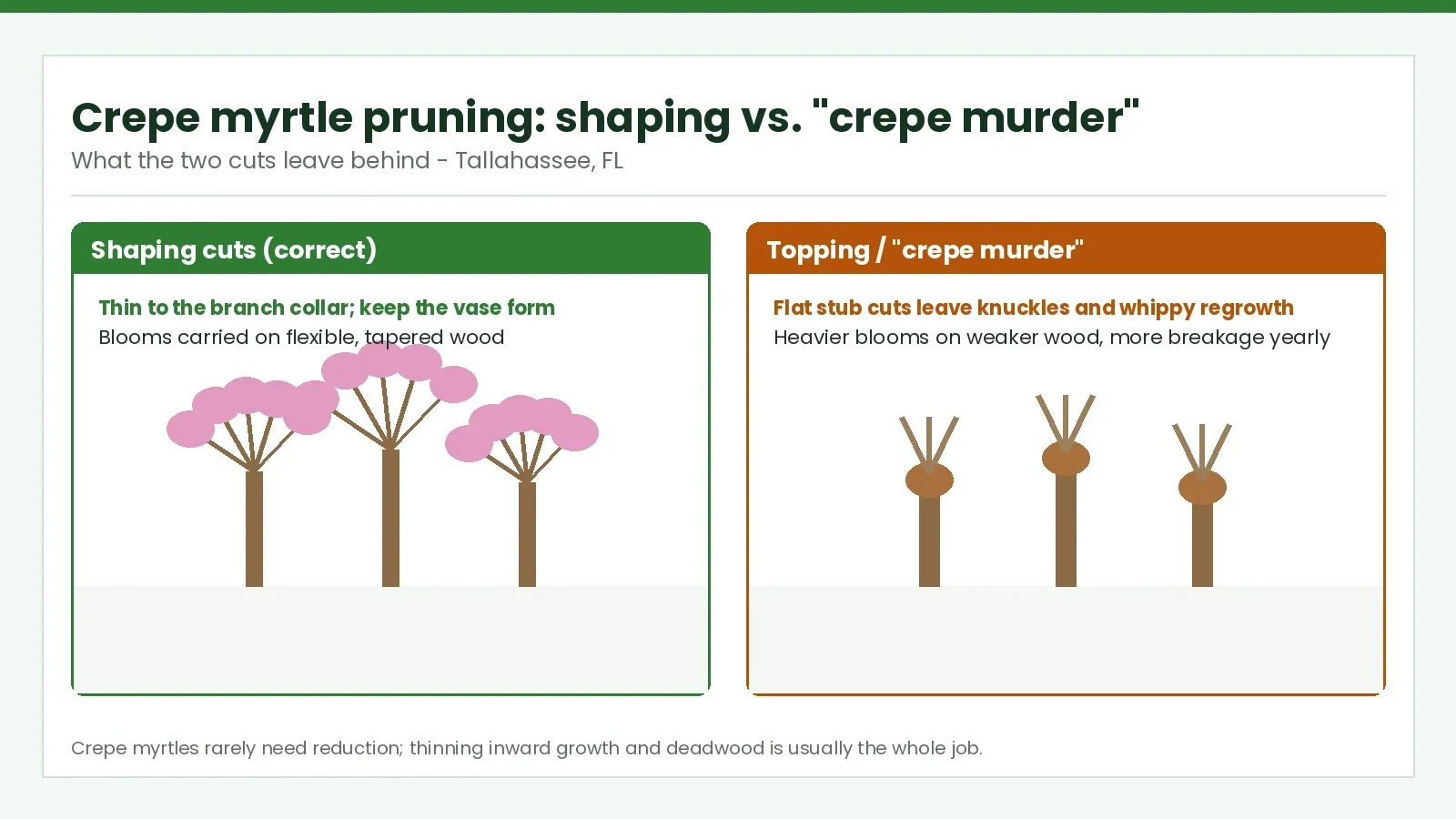 Crepe Myrtle Pruning in Tallahassee: Avoiding "Crepe Murder" - Tallahassee Tree Service Illustration comparing correct crepe myrtle shaping cuts with topping, the practice called crepe murder, in Tallahassee, FL