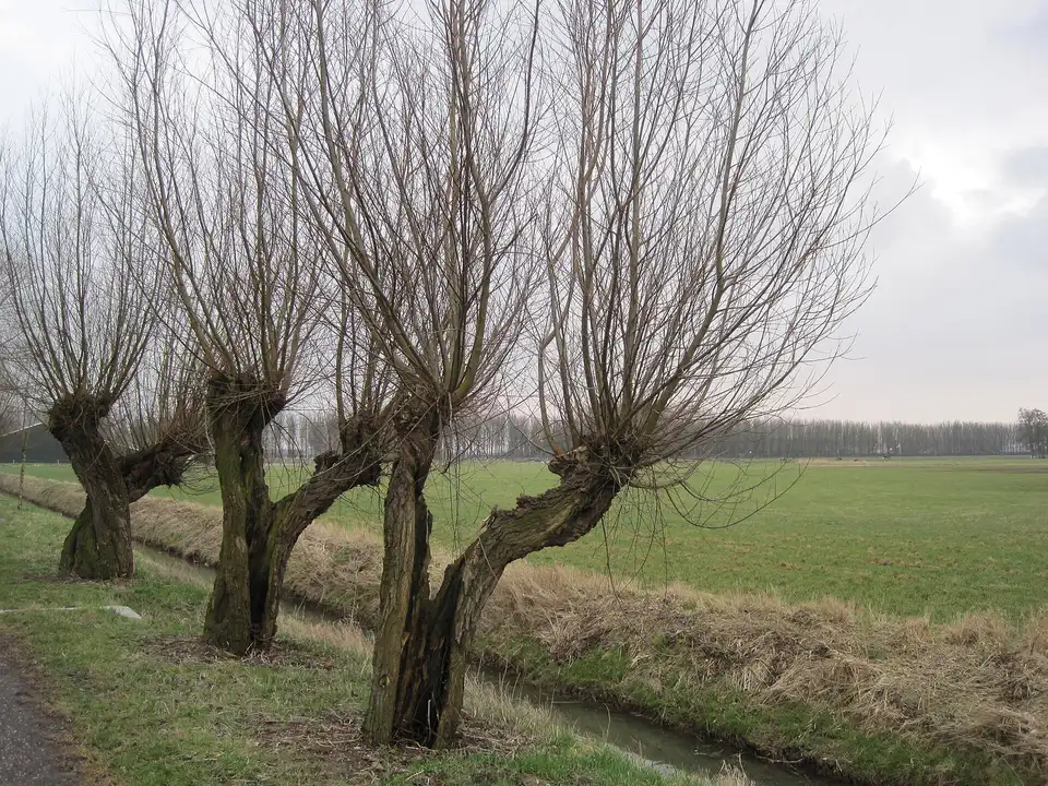 Crown Thinning vs Topping: Storm-Smart Pruning for Tallahassee Trees Before Hurricane Season - Tallahassee Tree Service Repeatedly topped trees showing knuckle-like stubs and thin regrowth, the outcome certified arborists avoid in Tallahassee, FL