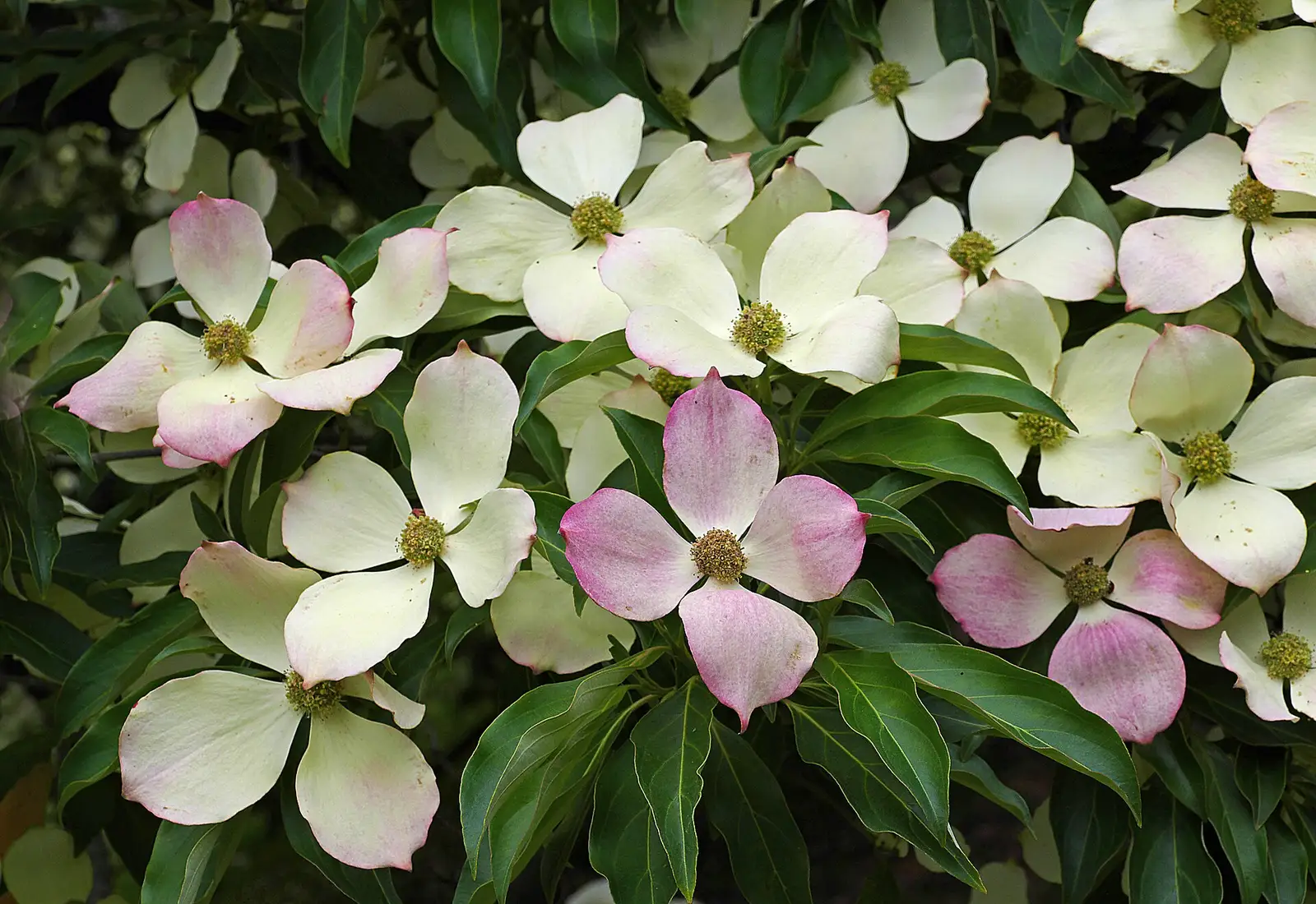 Flowering dogwood bracts in bloom, the understory tree homeowners protect in Tallahassee, FL