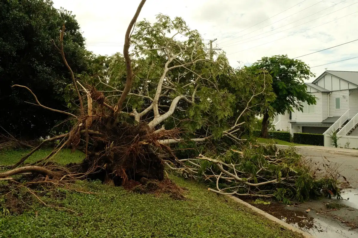 Uprooted tree lying across a suburban street after a storm, the emergency scenario crews respond to in Thomasville, GA