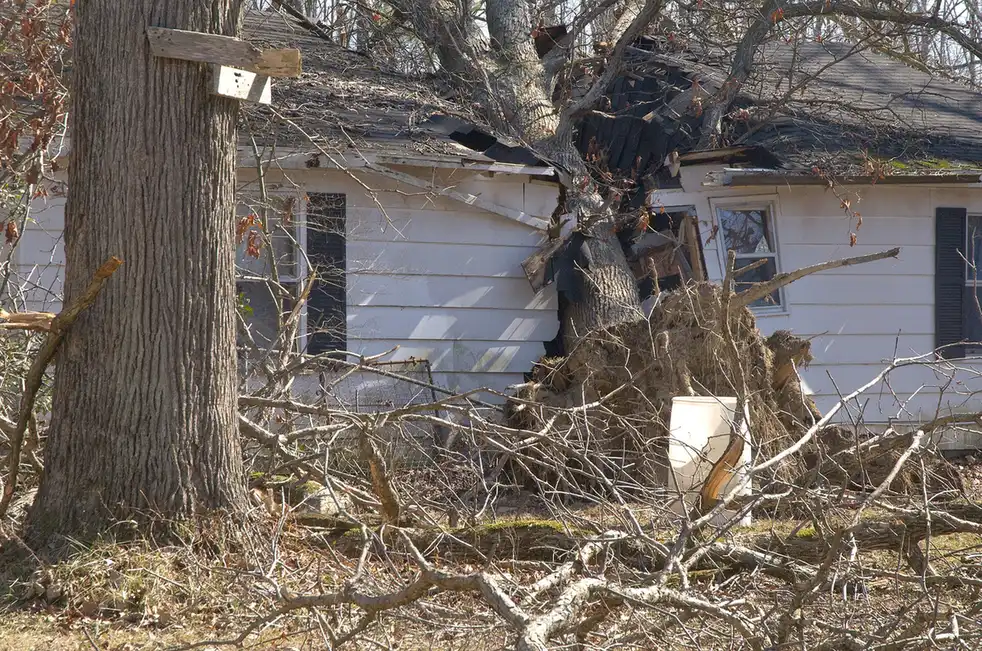 Storm-toppled tree blocking a residential lot, the kind of emergency call routed to licensed Wakulla County, FL crews