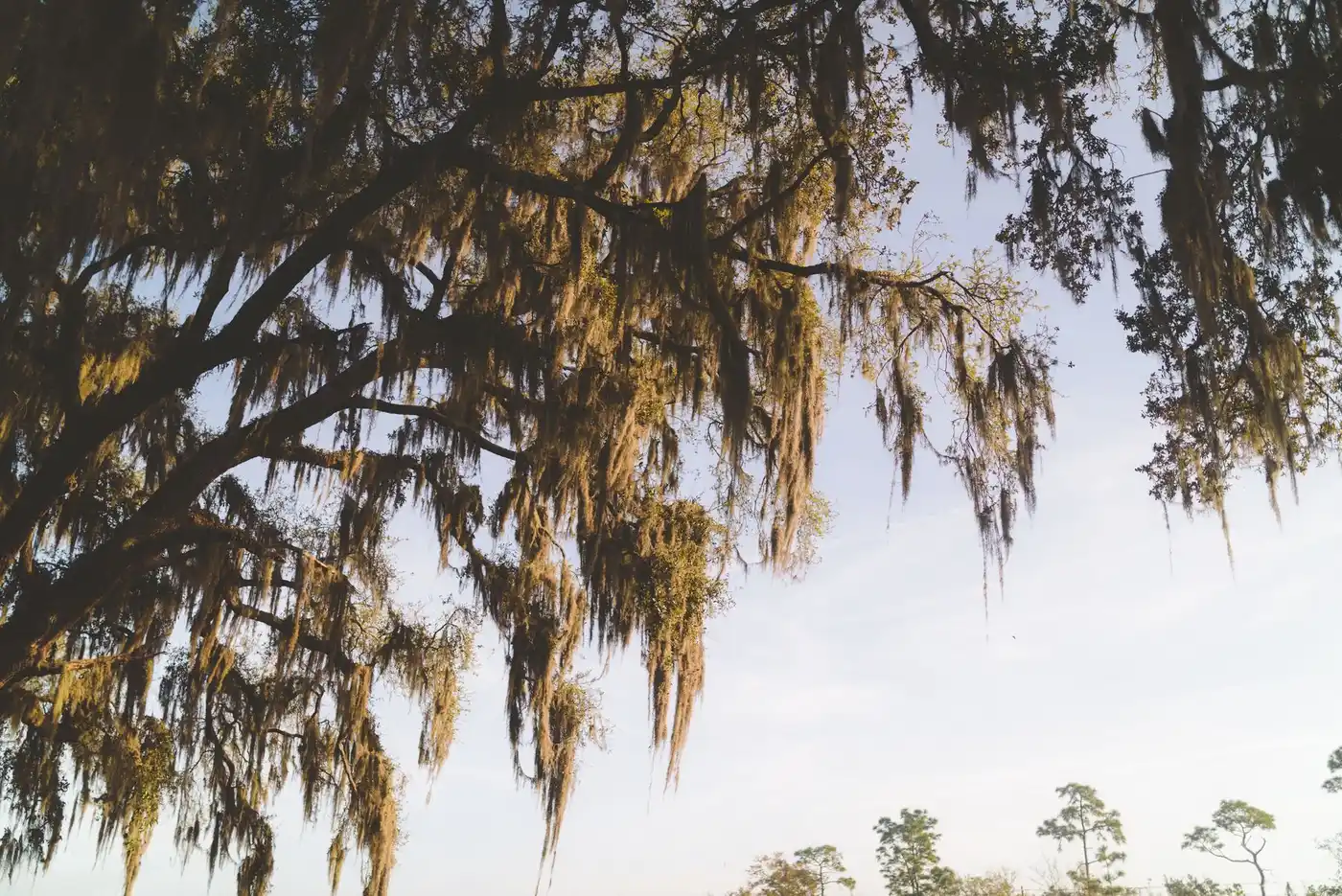 Tree Service Near FAMU Tallahassee — South-Side Arborist Crew - Tallahassee Tree Service Spanish moss hanging from mature live oaks against a clear sky, the heavy canopy that shades the historic south-side blocks near FAMU in Tallahassee