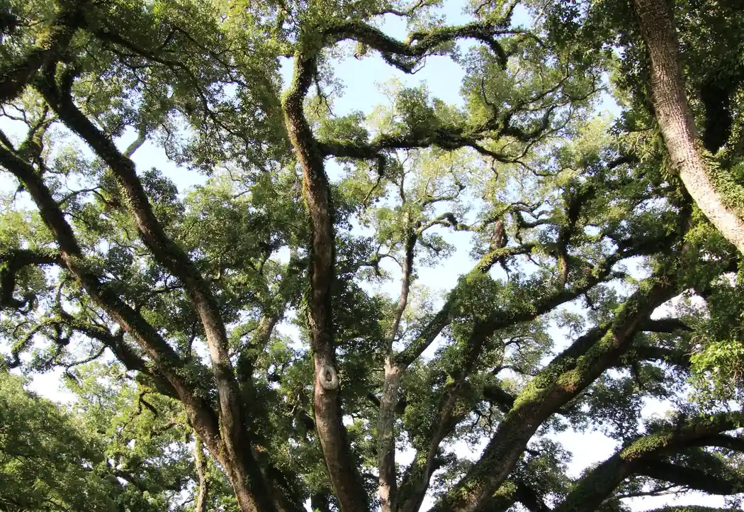 Tree Service Forest Heights Tallahassee — East-Side Heritage Oak Crews - Tallahassee Tree Service Massive Southern live oak with sprawling limbs in a sunlit yard, the heritage oaks crews preserve in Forest Heights, Tallahassee