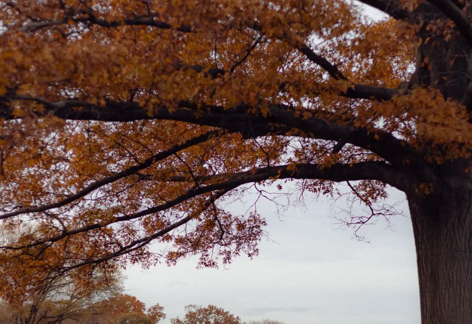 Tree Service Near FSU Tallahassee — Landlord and Homeowner Crew - Tallahassee Tree Service Large oak tree beside classic campus buildings, the kind of mature shade trees crews maintain in the neighborhoods around FSU in Tallahassee