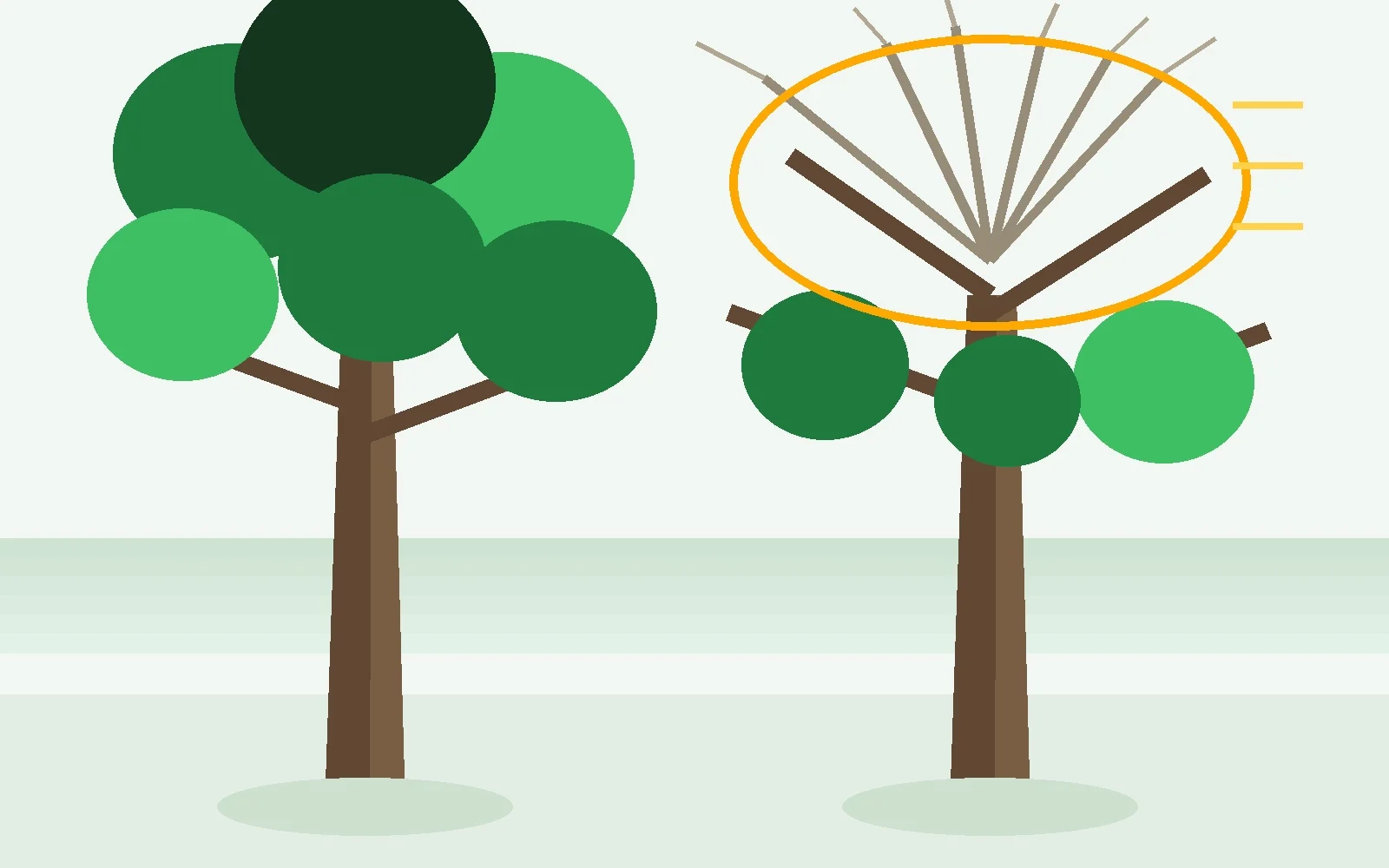 Signs of a Hazardous or Dying Tree in Your Tallahassee Yard - Tallahassee Tree Service Bare dieback in an upper canopy while nearby trees leaf out, an early warning sign in a Tallahassee, FL yard