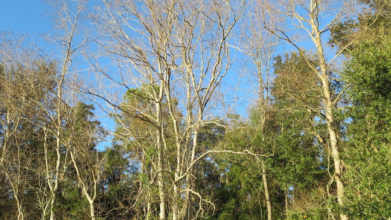 Dense volunteer tree growth being cleared from a fence line, the cherry laurel thicket work dispatched to crews in Tallahassee, FL