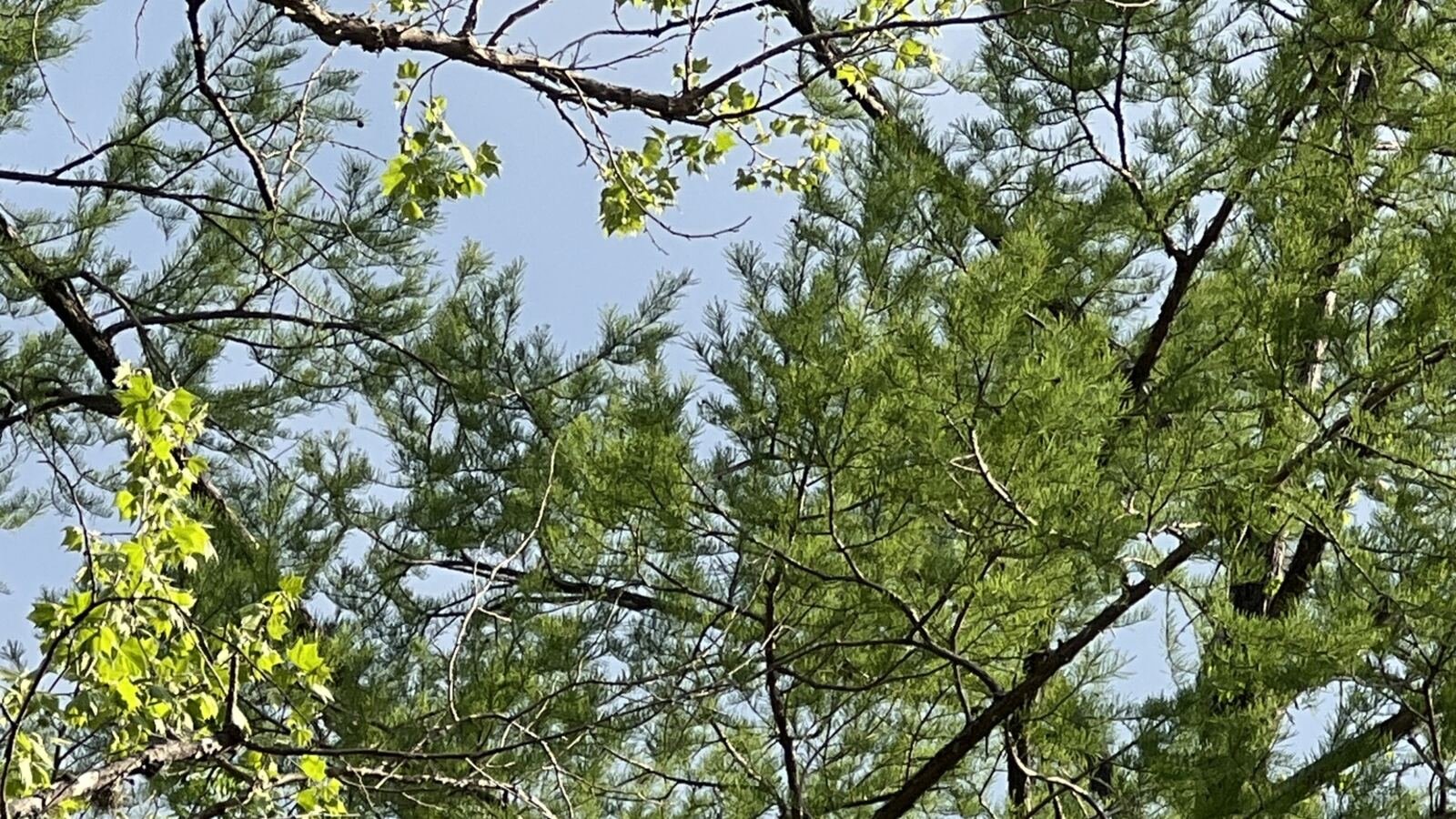 Eastern Red Cedar Removal Tallahassee - Tallahassee Tree Service Dense evergreen conifer beside a home, the fence-line eastern red cedar situation crews assess in Tallahassee, FL