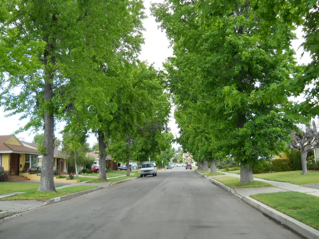 Street trees lining a managed residential neighborhood, the canopy HOA standards govern in Tallahassee, FL