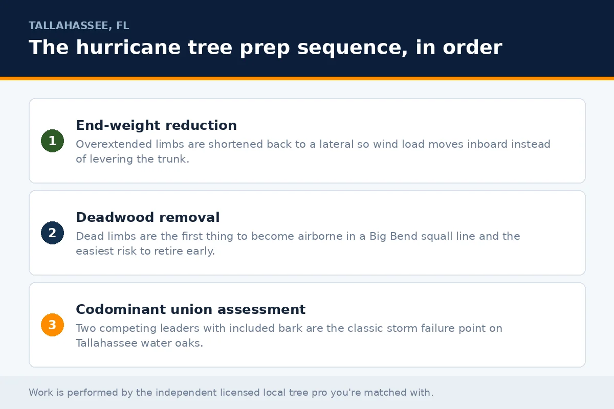 Ordered hurricane tree prep panel for Tallahassee FL covering end-weight reduction, deadwood removal and codominant union assessment before the season deadline