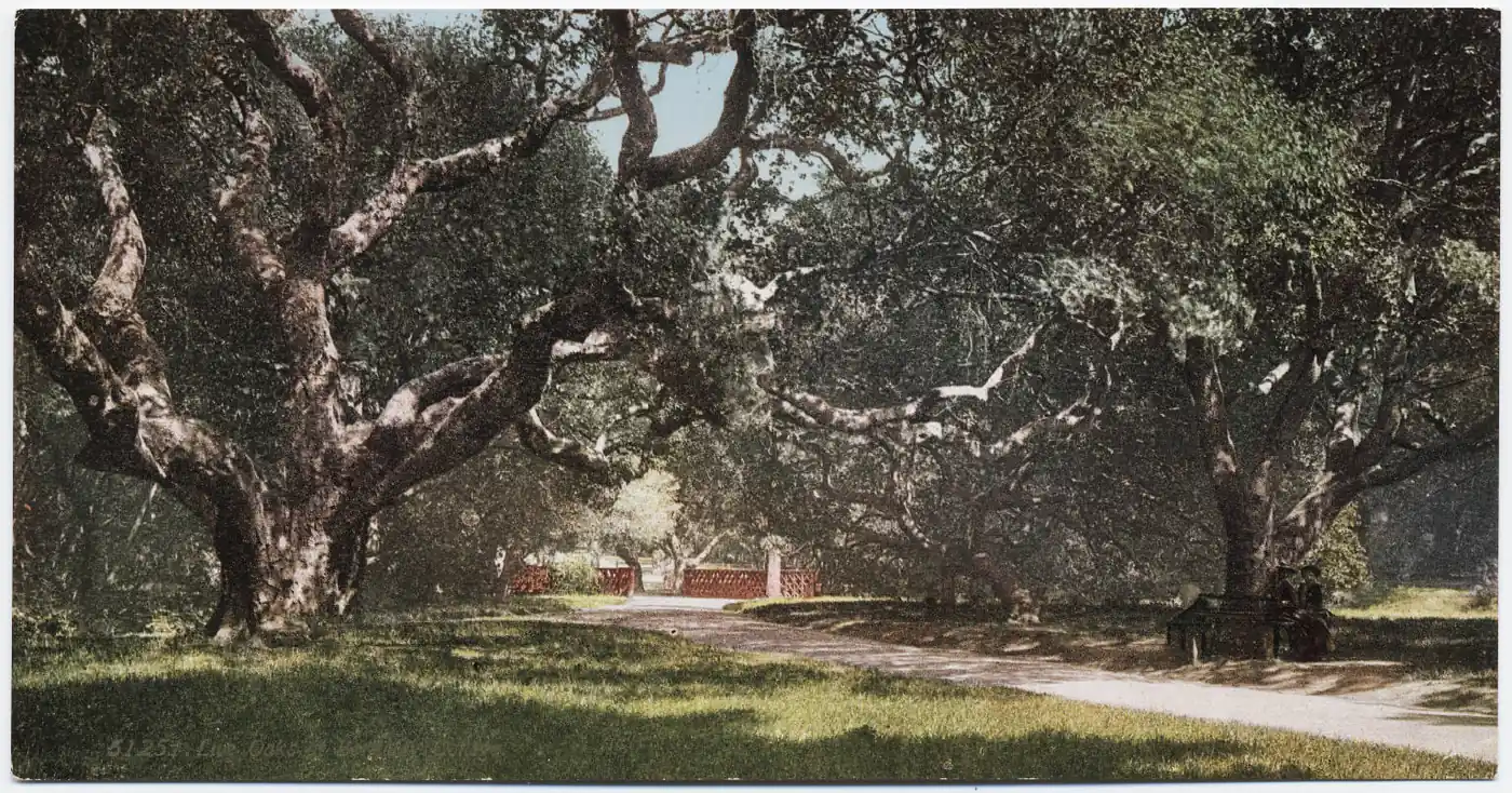 Mature canopy shading a northeast Tallahassee subdivision street like those in Bull Run, where HOA standards shape tree work