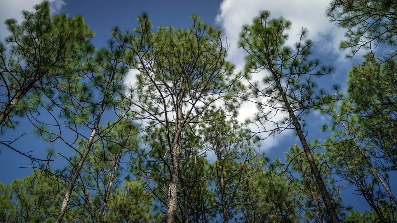 How Much Does It Cost to Remove a Large Oak or Pine in Tallahassee? - Tallahassee Tree Service Tall pine towering over the understory, the size class that drives large removal scope in Tallahassee, FL
