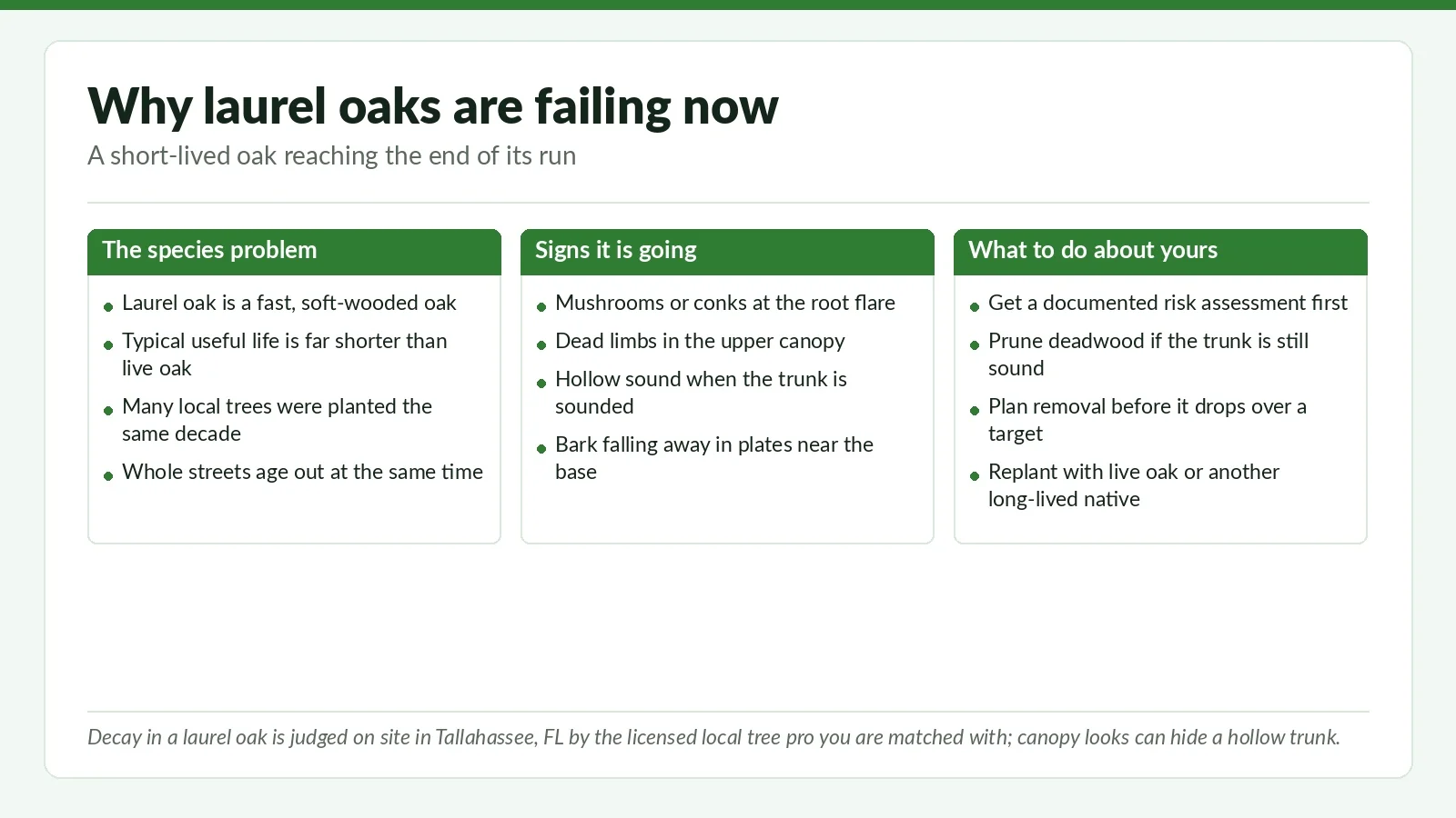 Why Tallahassee Laurel Oaks Are Failing Now (And What To Do About Yours) - Tallahassee Tree Service Three-panel reference chart on why Tallahassee, FL laurel oaks are failing: the species problem, the signs of decline, and what to do about yours