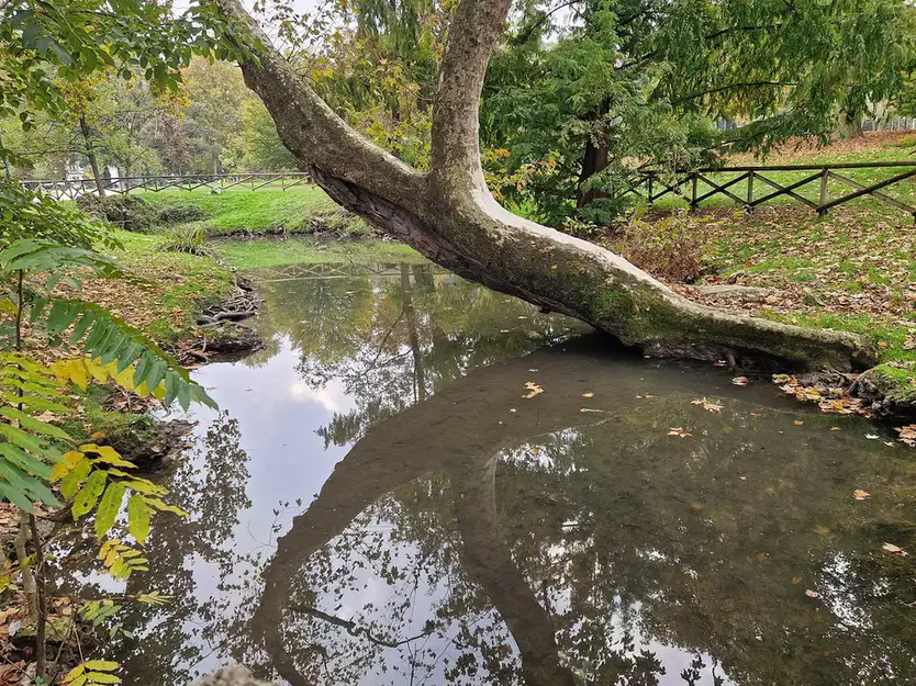 Leaning Tree After a Tallahassee Storm — When It's an Emergency - Tallahassee Tree Service Tree leaning hard off vertical after saturated soil gave way, an emergency signal in Tallahassee, FL