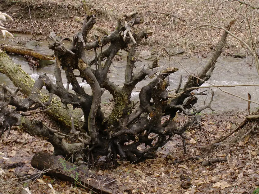 Leaning Tree in Tallahassee — Is It Going to Fall? Homeowner's Decision Guide - Tallahassee Tree Service Root plate lifted clear of the ground on a failed tree, the sign that a lean has become critical in Tallahassee, FL