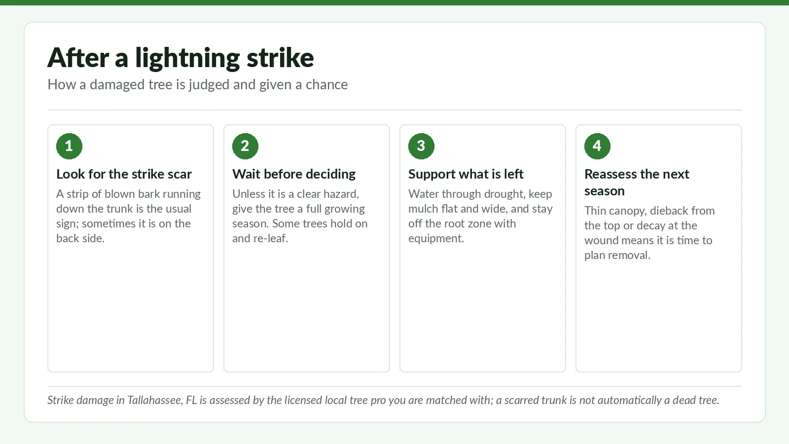 Lightning-Damaged Tree Recovery in Tallahassee: What to Do First - Tallahassee Tree Service Four-step reference graphic on lightning-damaged tree recovery in Tallahassee, FL: find the strike scar, wait a season, support the tree, then reassess
