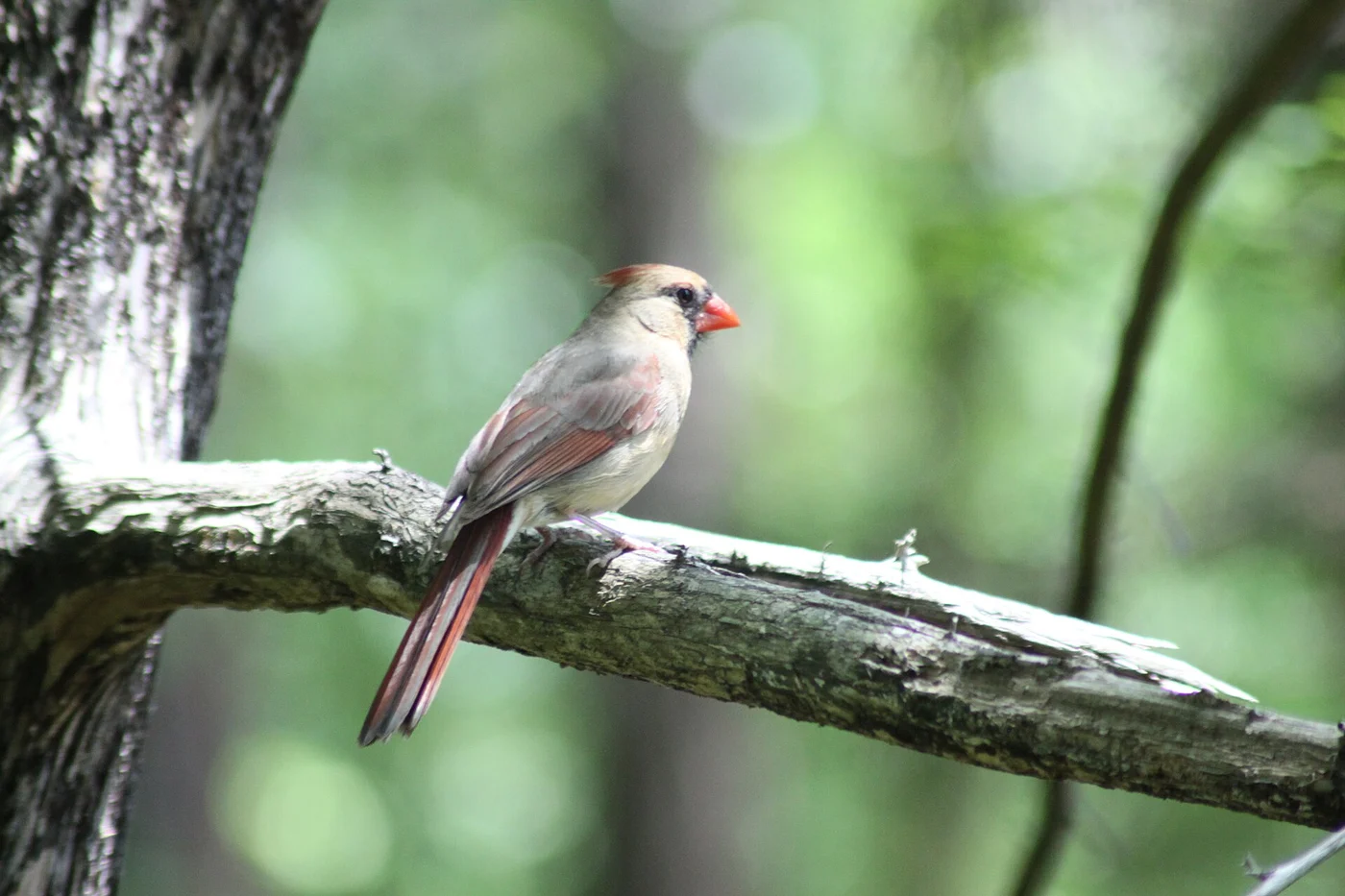 Tallahassee's Live Oak Canopy and Its Birds: How to Do Tree Work Without Losing the Habitat - Tallahassee Tree Service Songbird perched on a bare limb, the canopy wildlife that shapes timing for tree work in Tallahassee, FL