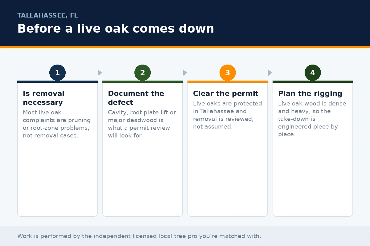 Live Oak Removal in Tallahassee, FL - Tallahassee Tree Service Four-stage panel on justifying and permitting a live oak removal in Tallahassee FL, from confirming necessity through documenting defects to rigging the take-down