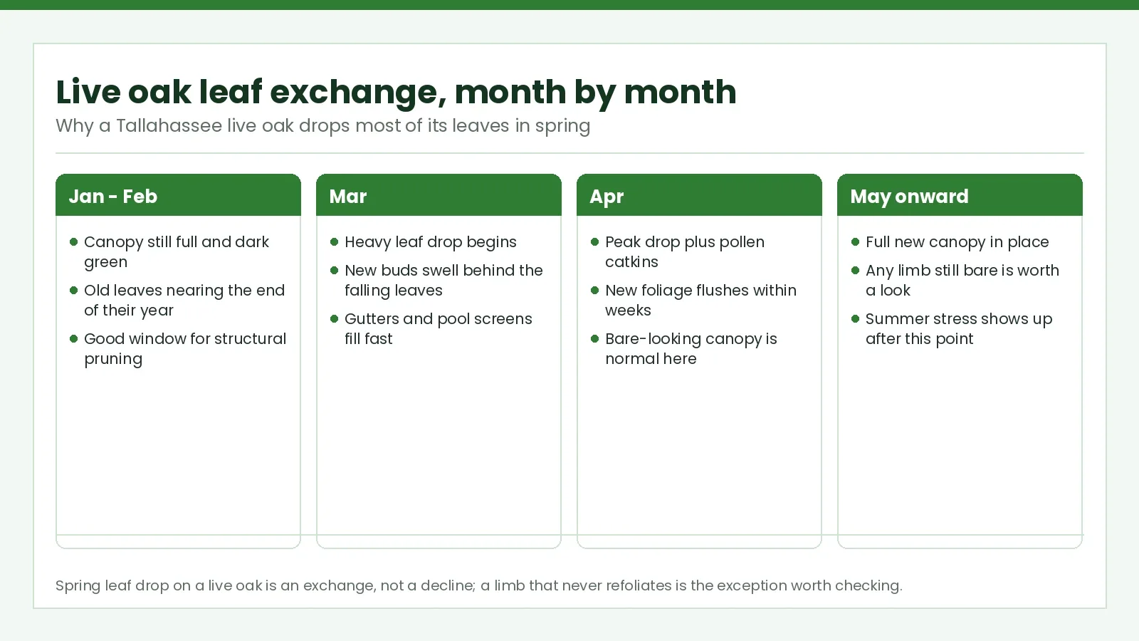 Month-by-month timeline of live oak spring leaf exchange in Tallahassee, FL, from full canopy to refoliation