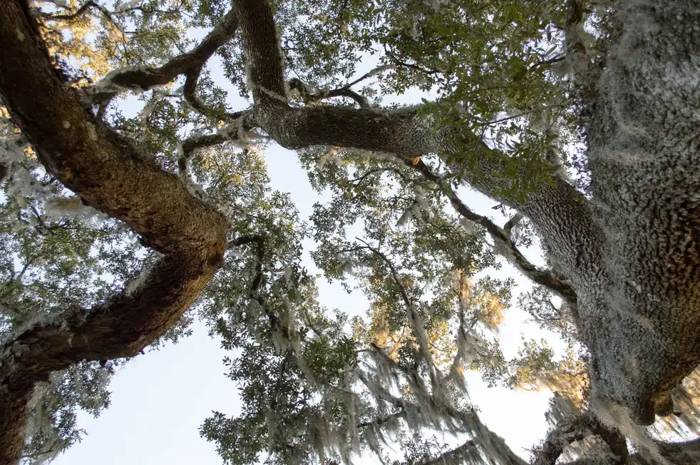 When to Trim Live Oaks in Tallahassee — and Why Timing Matters - Tallahassee Tree Service Mature live oak with wide lateral limbs, the species whose trimming timing matters most in Tallahassee, FL