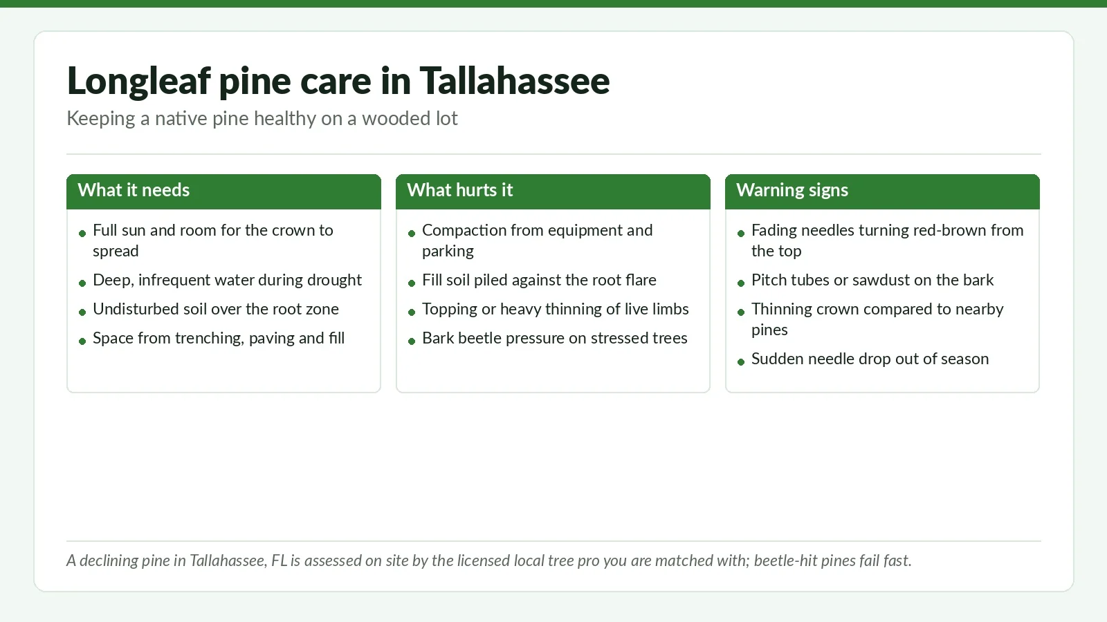 Longleaf Pine Care in Tallahassee: Beetle, Lightning, and Storm Risk - Tallahassee Tree Service Three-panel reference chart on longleaf pine care in Tallahassee, FL: what the native pine needs, what harms it, and the warning signs of decline