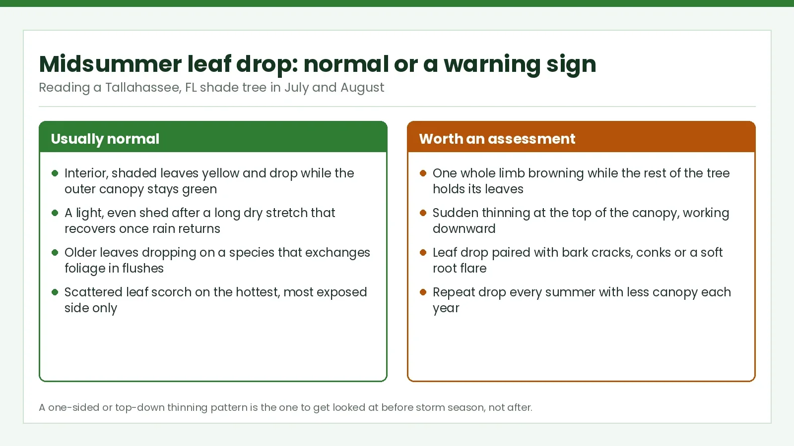 Comparison of normal leaf thinning versus sudden whole-branch browning, the flash-wilt symptom of laurel wilt in Tallahassee, FL bay trees